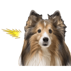 inu_20260614143559
