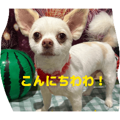 omoti_20260614142746