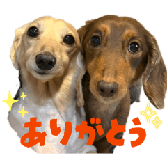 saho_20260614161306