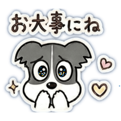 優しいボーダーコリー