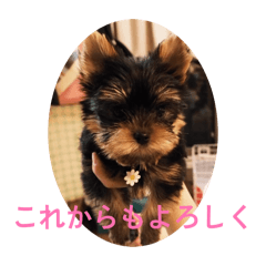 Suzu_20260614193619