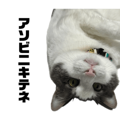 lemon_cat_20260614203713