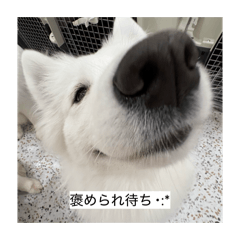 choco_20260614212158