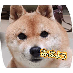 yuzutamama_20260614213329