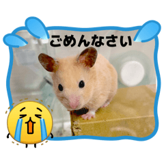 hamuhamu_20260614061121