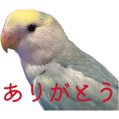 Nagoya family's Kiichan