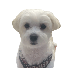 maltese stanps mohumohu