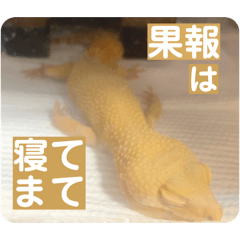豹紋守宮日常回覆貼圖 第2彈