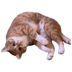 nyan_20260614233837