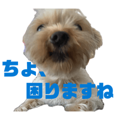 shosho_20260614233613