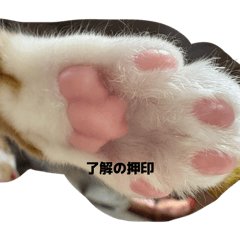 nyan_20260615014933
