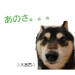 Daikichi The Mame Shiba