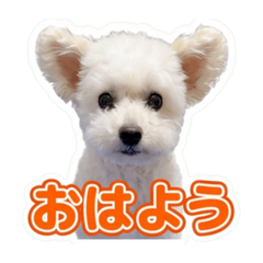 モモちんのあいさつ