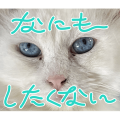 robin_20260615065501