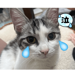 JUNKO_20260615075940
