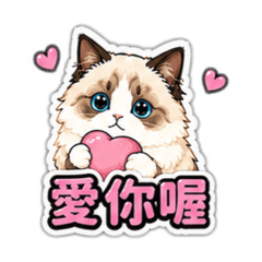 布偶貓貓 日常版