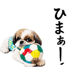 maru.stamp_20260615113018