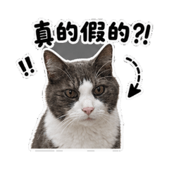 長壽貓咪