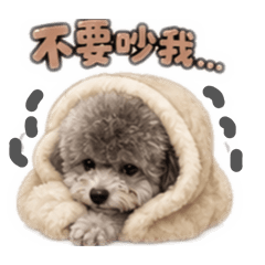 灰貴賓～默默3