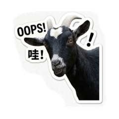 一家gogo