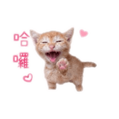 小小調皮布丁