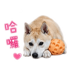 十歲小八