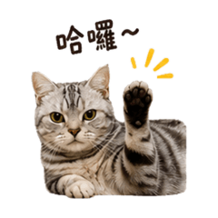 米娜和三隻貓