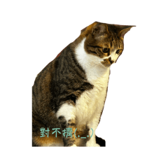 搜咪蕊兜