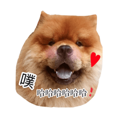 chow chow-baobao