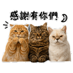 頑皮的喵