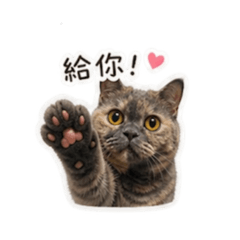 Yomi寶寶の可愛日記4