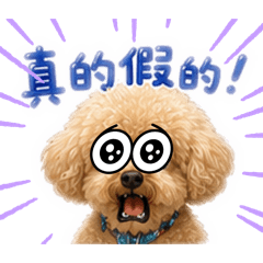奶油貴賓～球球3