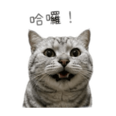 丁丁與Q比