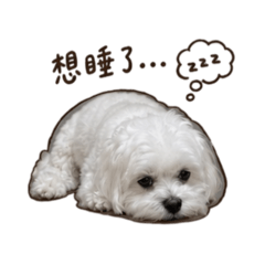 麻小糬之日常對話