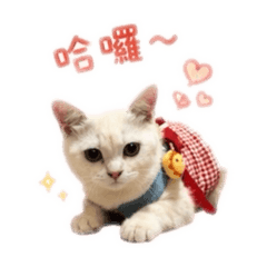 咪咪是男孩