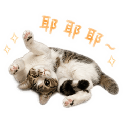 古妞ㄦ姐妹