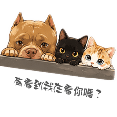 2+1毛小孩