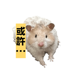 布丁與麻糬的日常