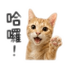 半歲奶茶2