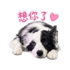 邊境牧羊犬太極寶貝