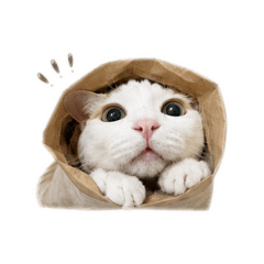 Bagel小公主ʚ/•᷅•᷄ɞ