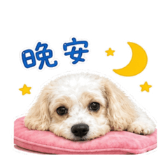 騎士比熊吉寶日常