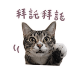 卡達喵