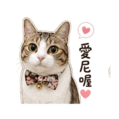 柚子貓咪日常