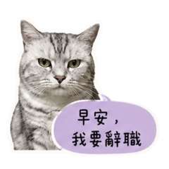 仔仔喵語錄-社畜厭世篇