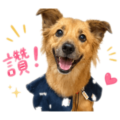 小狗軟萌日常