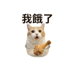 小Miso日常2.0