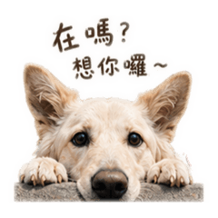 哇洗初六～