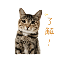 陳襪襪是ㄓ可愛喵0.0