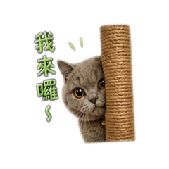 錢錢錢寶寶